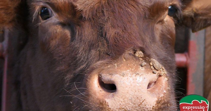 Como tratar papilomatose bovina com o Verruga Plus