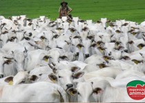 Conversão alimentar e produtividade do gado: como melhorar essa relação com soluções naturais