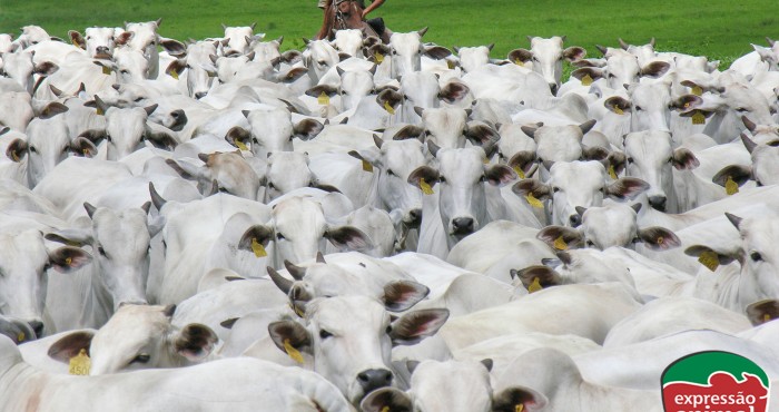 Conversão alimentar e produtividade do gado: como melhorar essa relação com soluções naturais
