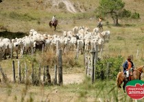 Seu gado tem sinais de intoxicação? Saiba como resolver
