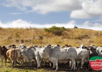 3 dicas para diminuir a trepação de macho inteiro