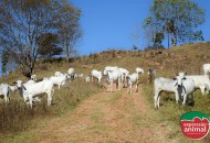 Papaconha em Bovinos: Como evitar intoxicações e prejuízos com plantas tóxicas