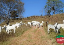 Papaconha em Bovinos: Como evitar intoxicações e prejuízos com plantas tóxicas