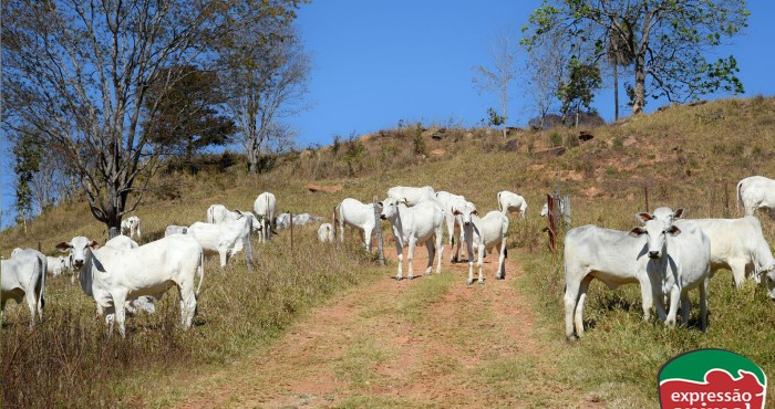 Papaconha em Bovinos: Como evitar intoxicações e prejuízos com plantas tóxicas