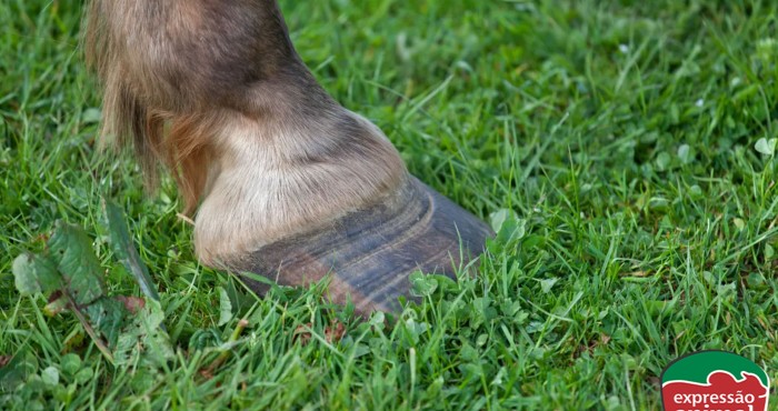 Como prevenir a doença da linha branca em bovinos e melhorar a saúde dos cascos