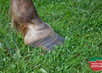 Aguamento em Bovinos (Laminite): Como prevenir e tratar a doença de casco que afeta principalmente bovinos e equinos?