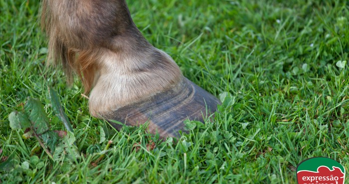 Aguamento em Bovinos (Laminite): Como prevenir e tratar a doença de casco que afeta principalmente bovinos e equinos?