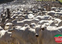 Como a saúde do rebanho impacta diretamente o comportamento de sodomia em bovinos