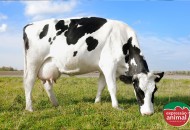 Minha novilha está com o úbere cheio de verrugas: O que fazer?