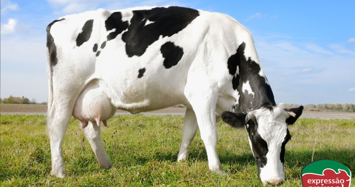 Minha novilha está com o úbere cheio de verrugas: O que fazer?
