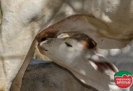 Bezerro defecando sangue (diarreia): O que fazer e como prevenir com soluções naturais