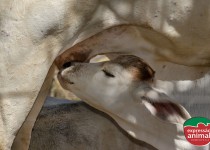 Bezerro defecando sangue (diarreia): O que fazer e como prevenir com soluções naturais