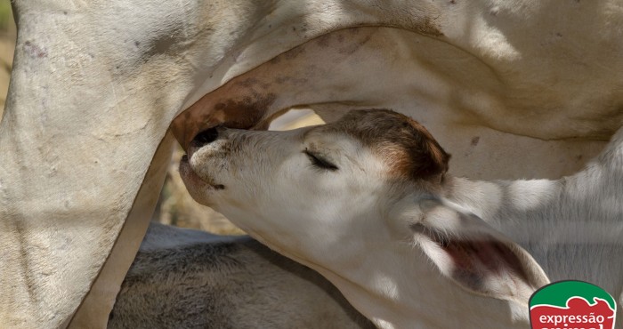 Bezerro defecando sangue (diarreia): O que fazer e como prevenir com soluções naturais