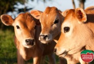 Diarreia em bezerros: Causas e o que usar para prevenir