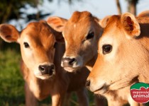 Diarreia em bezerros: Causas e o que usar para prevenir