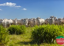 Como acelerar o ganho de peso do boi no pasto