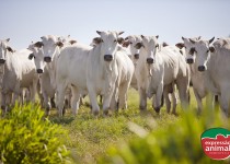 O mundo está comprando carne: sua fazenda está preparada para produzir mais e melhor?