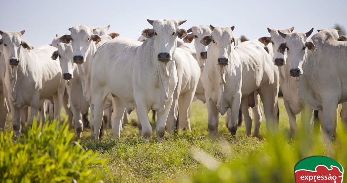 O mundo está comprando carne: sua fazenda está preparada para produzir mais e melhor?