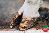 Gabarro em bovinos: Como resolver o problema em poucos dias e evitar prejuízos no rebanho