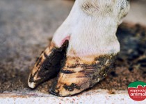 Gabarro em bovinos: Como resolver o problema em poucos dias e evitar prejuízos no rebanho