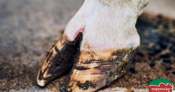Gabarro em bovinos: Como resolver o problema em poucos dias e evitar prejuízos no rebanho