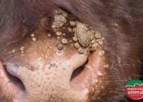 Como acabar com as verrugas no gado? Conheça o Verruga Plus