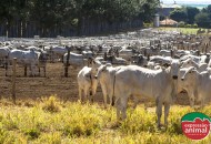 Estresse em bovinos diminui a produtividade? Entenda os impactos no seu rebanho