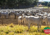 Estresse em bovinos diminui a produtividade? Entenda os impactos no seu rebanho