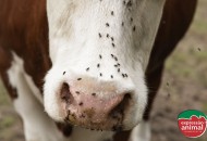 Mosca-do-chifre no gado: sinais de infestação e prejuízos para o rebanho