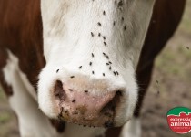Mosca-do-chifre no gado: sinais de infestação e prejuízos para o rebanho