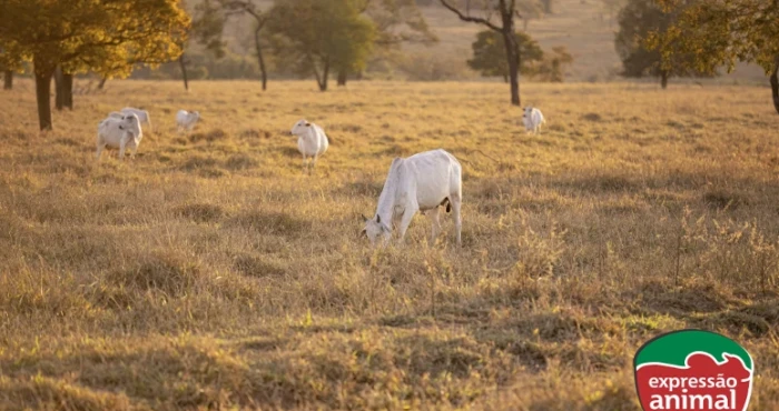 Soluções para estresse térmico em bovinos: oportunidades para indústrias de nutrição animal