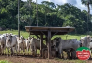 Melhoradores de eficiência alimentar para bovinos: como agregar mais resultado aos seus suplementos