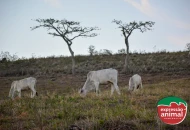 Período de seca e desafios na pecuária: Como melhorar o aproveitamento da matéria seca e evitar prejuízos 